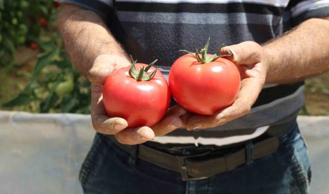 Eskişehir’in Sarıcakaya ilçesinde 3 bin dekar örtü altında yetişen, ülke
