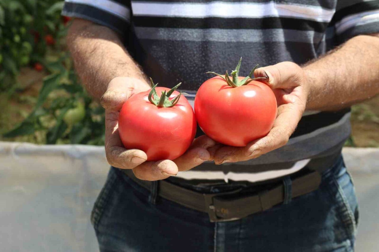 Eskişehir’in Sarıcakaya ilçesinde 3 bin dekar örtü altında yetişen, ülke