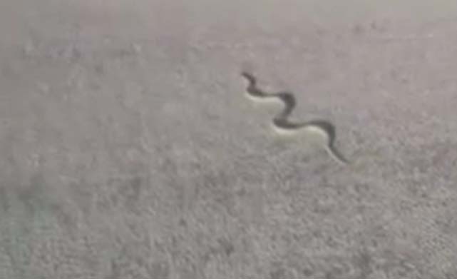 Ankara’nın Beypazarı ilçesinde yolda hazer yılanı gören bir vatandaş, yılan