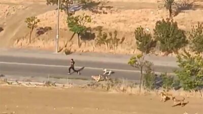 Ankara’nın Yenimahalle ilçesinde köpek saldırısına uğrayan genç bir araca binerek