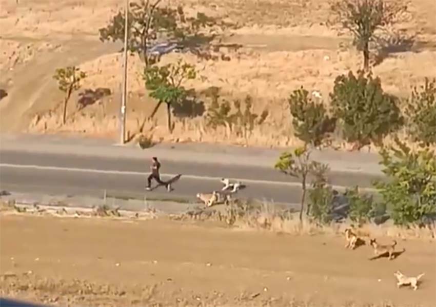 Ankara’nın Yenimahalle ilçesinde köpek saldırısına uğrayan genç bir araca binerek