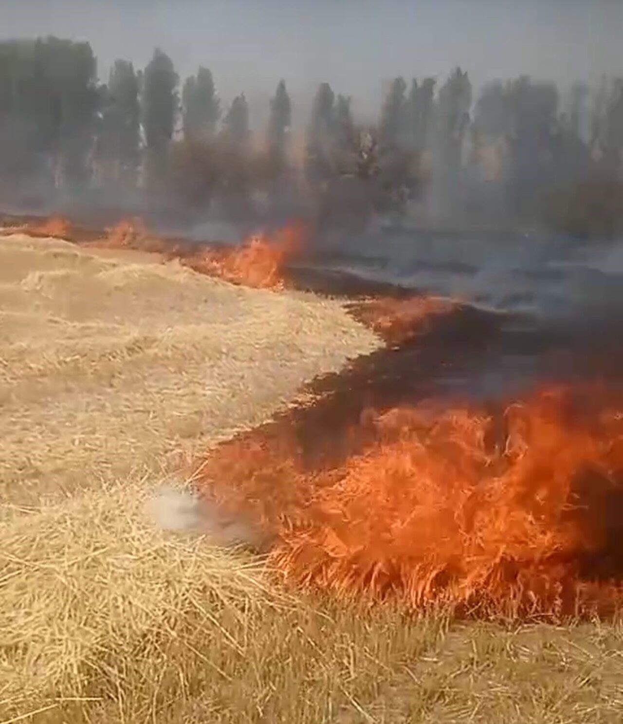Ankara’nın Beypazarı ilçesinde bir tarlada anız yangını çıktı.