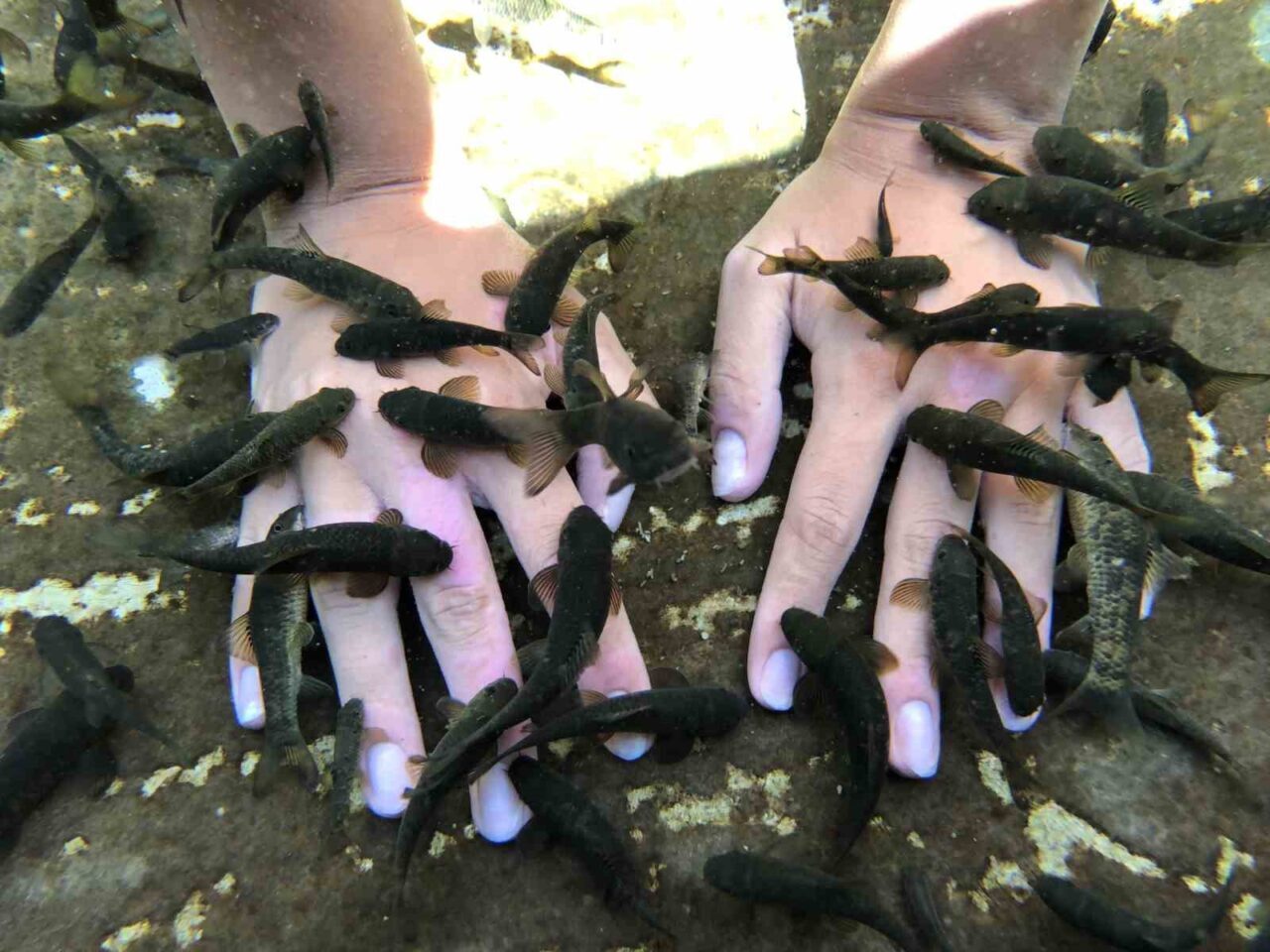 Sivas’ın dünyaca ünlü doktor balıklarının bulunduğu alan Cumhurbaşkanı Recep Tayyip