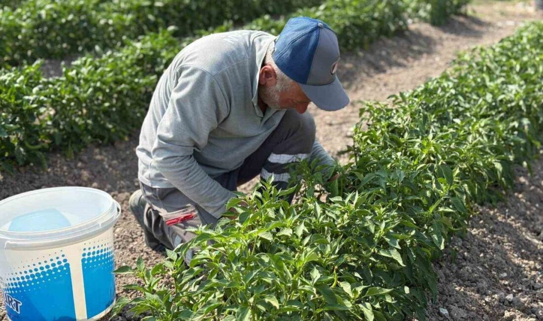 Ankara'nın Sincan Belediyesi Eko-Çiftlik Sıfır Atık Eğitim Merkezi’nde üretilen organik
