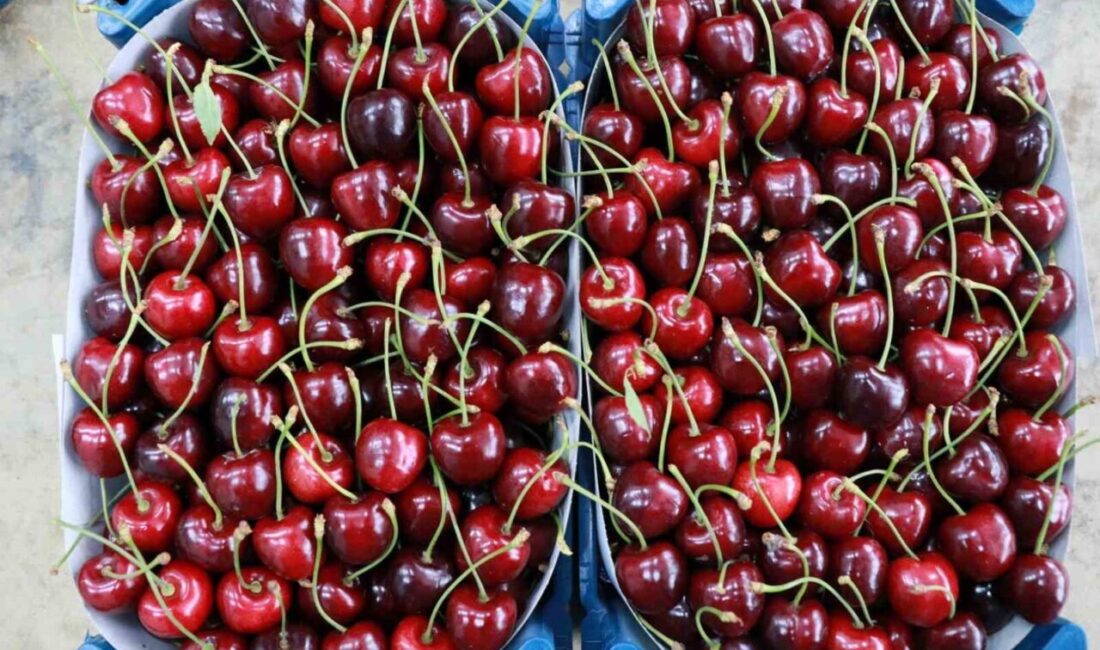 Konya’nın Hadim ilçesinde nisan ayında yaşanan zirai don nedeniyle bu