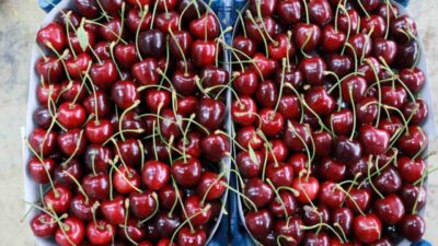 Konya’nın Hadim ilçesinde nisan ayında yaşanan zirai don nedeniyle bu