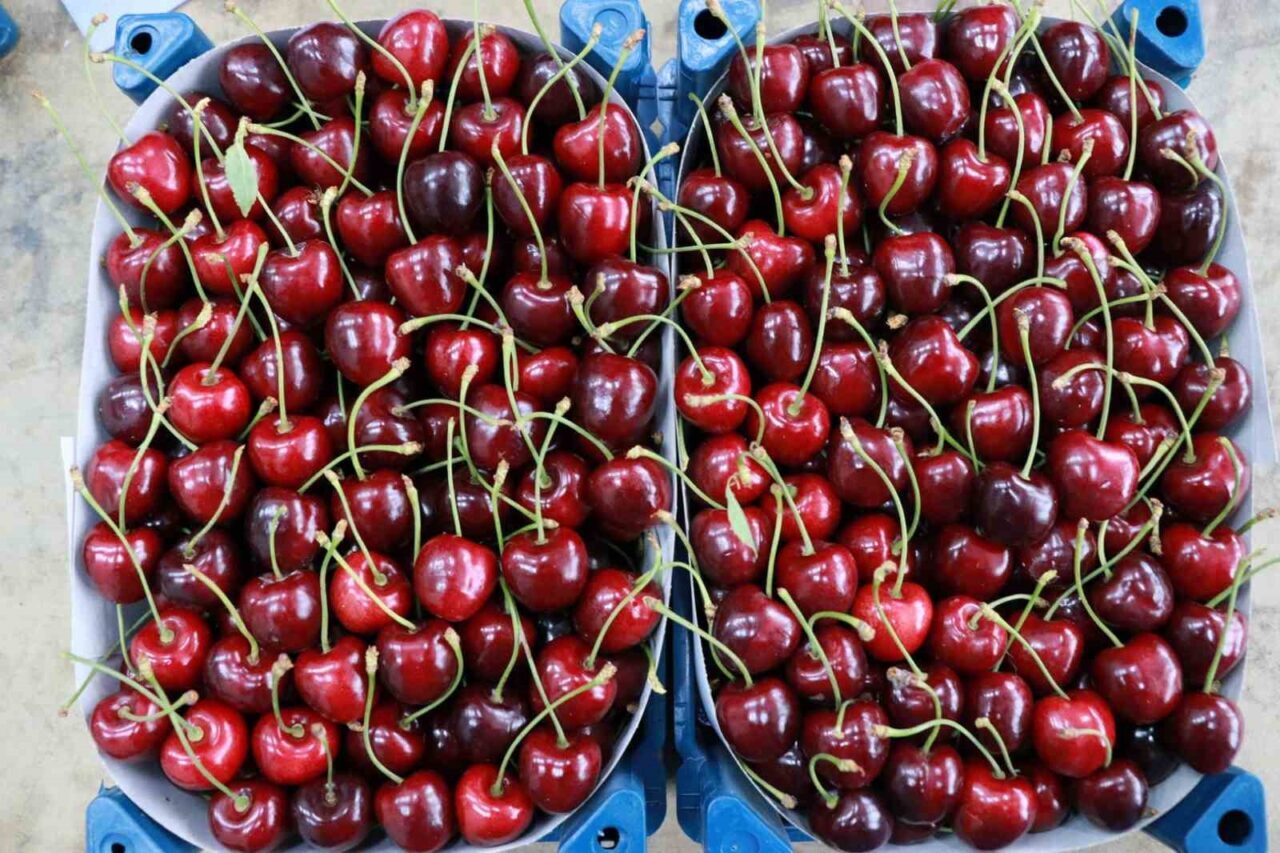 Konya’nın Hadim ilçesinde nisan ayında yaşanan zirai don nedeniyle bu