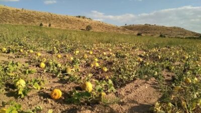 Erciyes Dağı eteklerinde kumsal topraklarda susuz olarak yetişen kabak çekirdeği