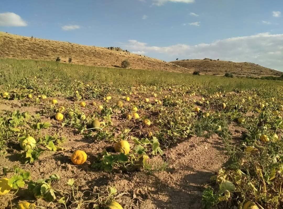 Erciyes Dağı eteklerinde kumsal topraklarda susuz olarak yetişen kabak çekirdeği