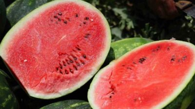 Kayısıda bu yıl yaşanan rekolte kaybı nedeniyle zor günler geçiren