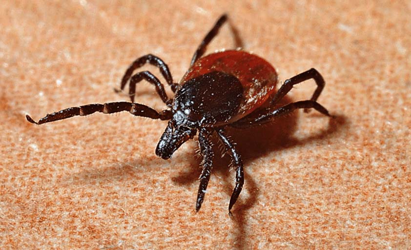 Sivas Cumhuriyet Üniversitesi Tıp Fakültesi Öğretim Üyesi Prof. Dr. İlhan