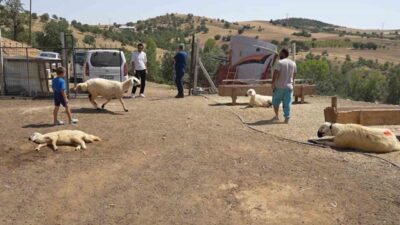 Kırıkkale’nin Bahşılı ilçesinde iki ayrı besiciye ait toplam 210 küçükbaş