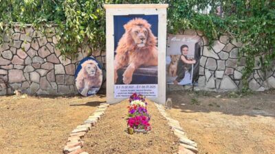 Antalya’da kafesinden kaçan ‘Zeus’ isimli erkek aslan, saldırdığı bir çiftçiyi
