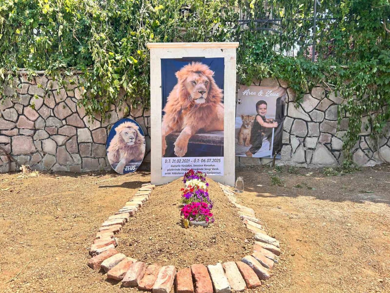 Antalya’da kafesinden kaçan ‘Zeus’ isimli erkek aslan, saldırdığı bir çiftçiyi