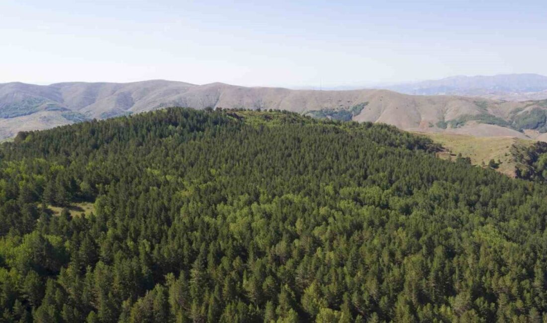 Son günlerde art arda yaşanan orman yangınları sonrası Sivas’ta ormanlara