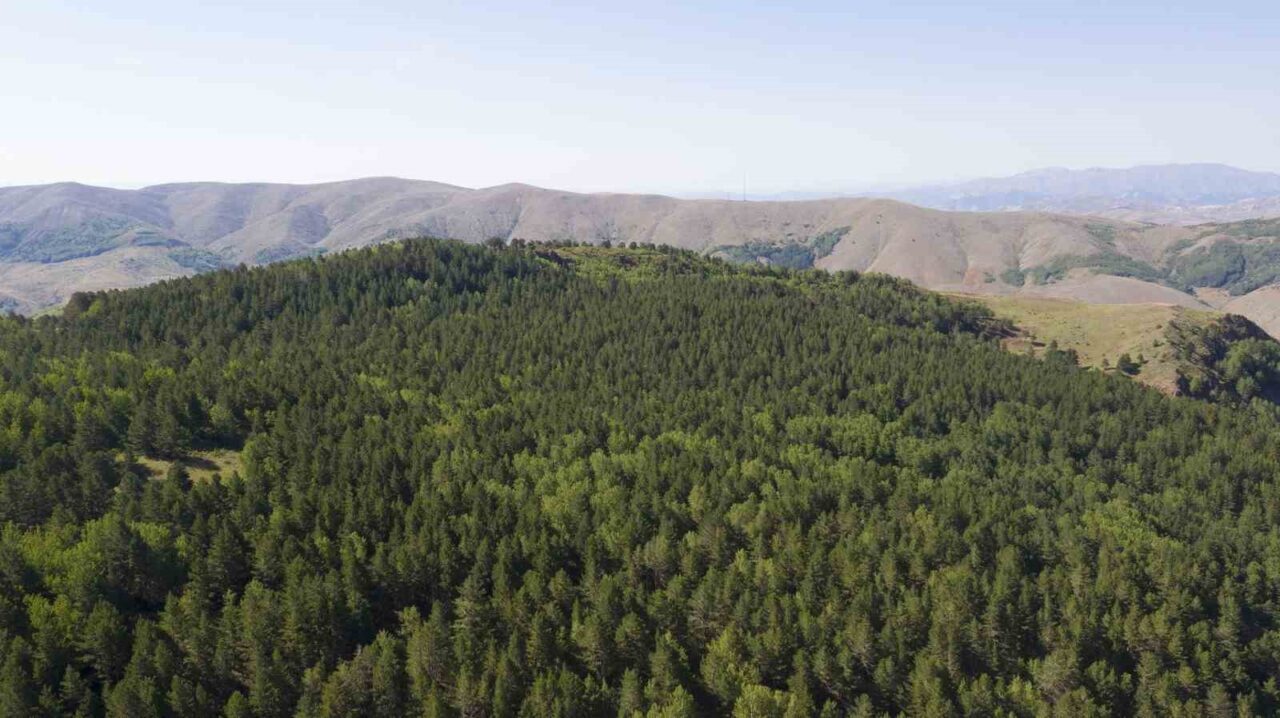 Son günlerde art arda yaşanan orman yangınları sonrası Sivas’ta ormanlara