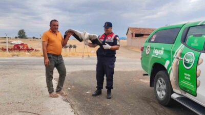 Yozgat’ın Sorgun ilçesinde bulunan yaralı leylek koruma altına alındı.