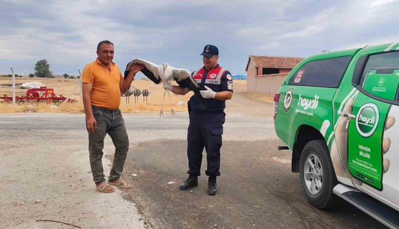 Yozgat’ın Sorgun ilçesinde bulunan yaralı leylek koruma altına alındı.