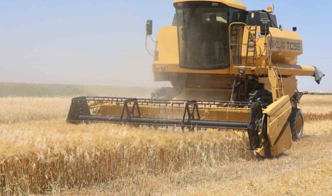 Tahıl ambarı Konya Ovasında hububat hasadı devam ediyor. Arpanın ardından