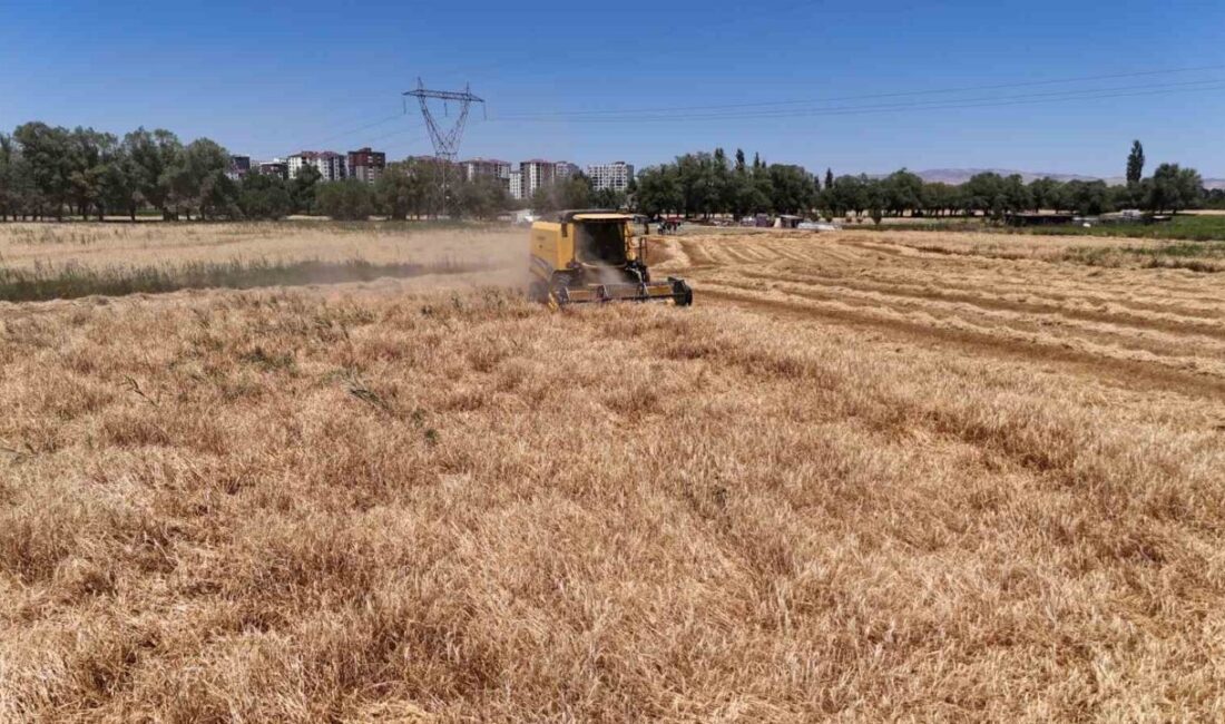 Türkiye’nin tahıl ambarlarından Sivas’ta buğday ve arpa hasadı başladı. Tarlalara