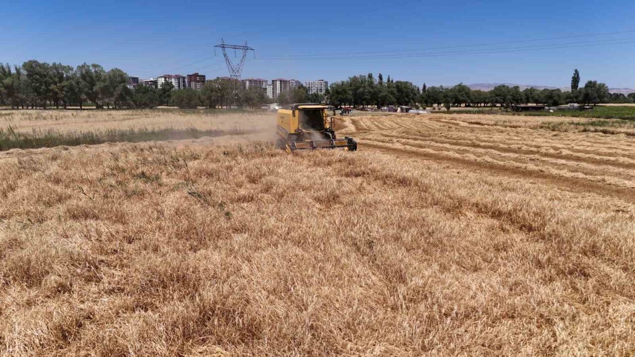 Türkiye’nin tahıl ambarlarından Sivas’ta buğday ve arpa hasadı başladı. Tarlalara
