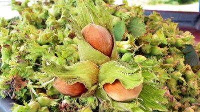 Ordu’da fındık hasat sezonunun yaklaşmasıyla üreticiler, Karadeniz Sahil Yolu kenarlarında