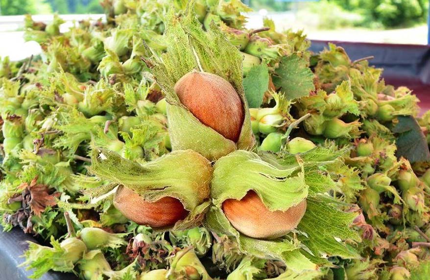 Ordu’da fındık hasat sezonunun yaklaşmasıyla üreticiler, Karadeniz Sahil Yolu kenarlarında