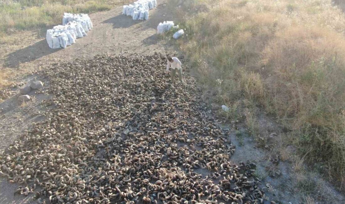 Ünü ülke sınırlarını aşan Sivas bıçağının olmazsa olmazı koçboynuzları, kurutulmaya