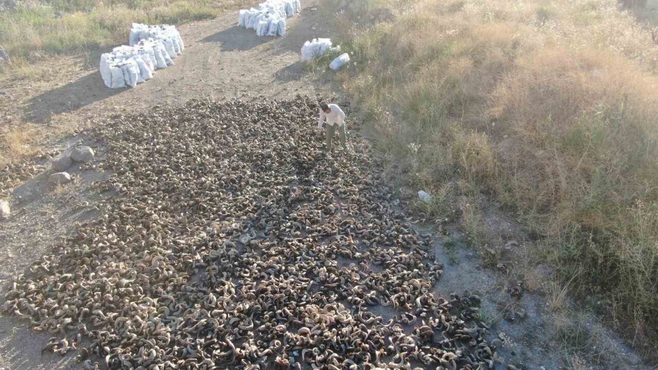 Ünü ülke sınırlarını aşan Sivas bıçağının olmazsa olmazı koçboynuzları, kurutulmaya