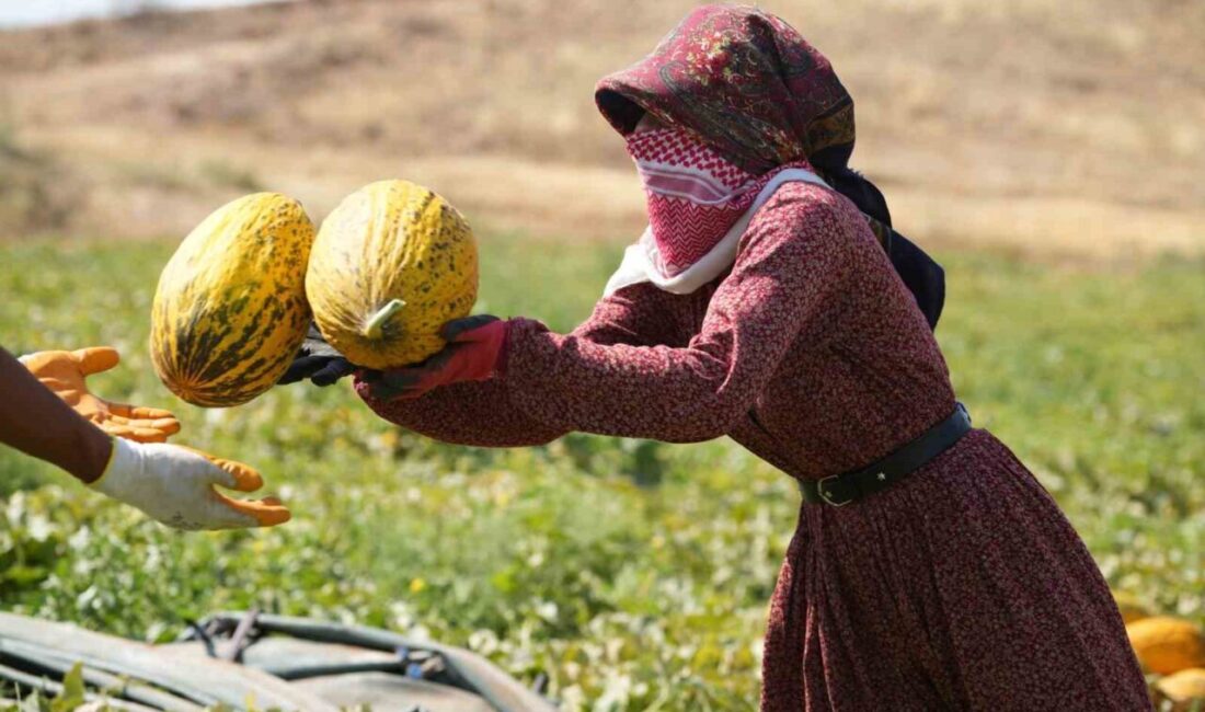Kırıkkale’nin Delice ilçesinde yetişen ve tadıyla meşhur kavunun hasadı için