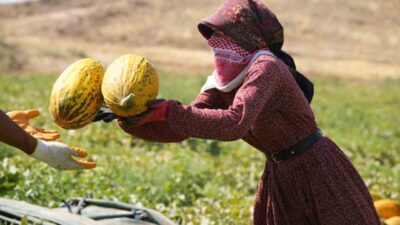 Kırıkkale’nin Delice ilçesinde yetişen ve tadıyla meşhur kavunun hasadı için