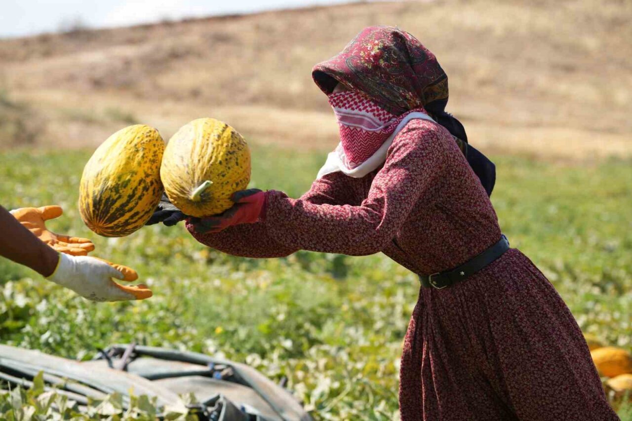 Kırıkkale’nin Delice ilçesinde yetişen ve tadıyla meşhur kavunun hasadı için