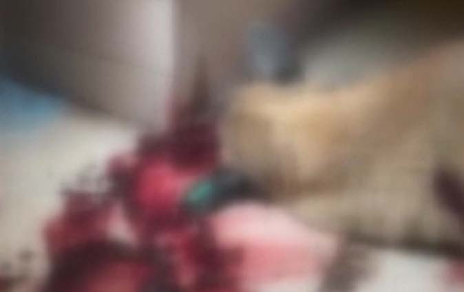 Ankara’nın Mamak ilçesinde bir şahıs, kendisine saldıran 4 sokak köpeğinin