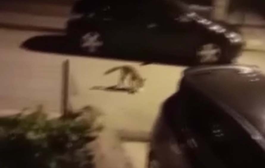 Ankara’nın Sincan ilçesinde aç kalan bir tilki, sokakta yemek ararken