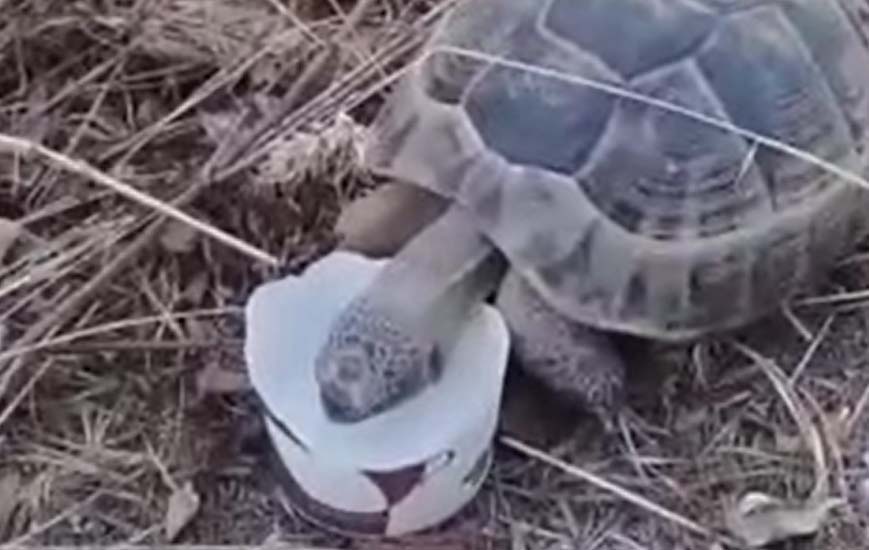 Ankara’nın Sincan ilçesinde mevsim normallerini üzerinde seyreden sıcaklarda susuz kalan