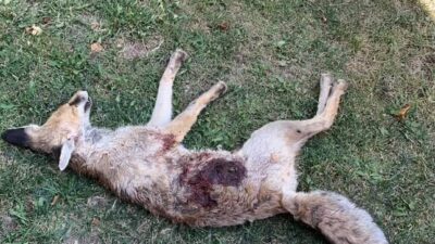 Eskişehir’de av bölgesi olmayan bir mahallede tüfekle vurulduğu iddia edilen