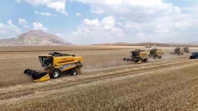 Türkiye’de tritikale tohumunun yüzde 50’sini karşılayan Ulaş’ta hasat başladı. Tarlaya