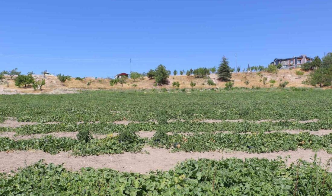 Ankara’nın Kahramankazan ilçesinde kök çürüğü hastalığı sebebiyle yıllardır sofralardan uzak