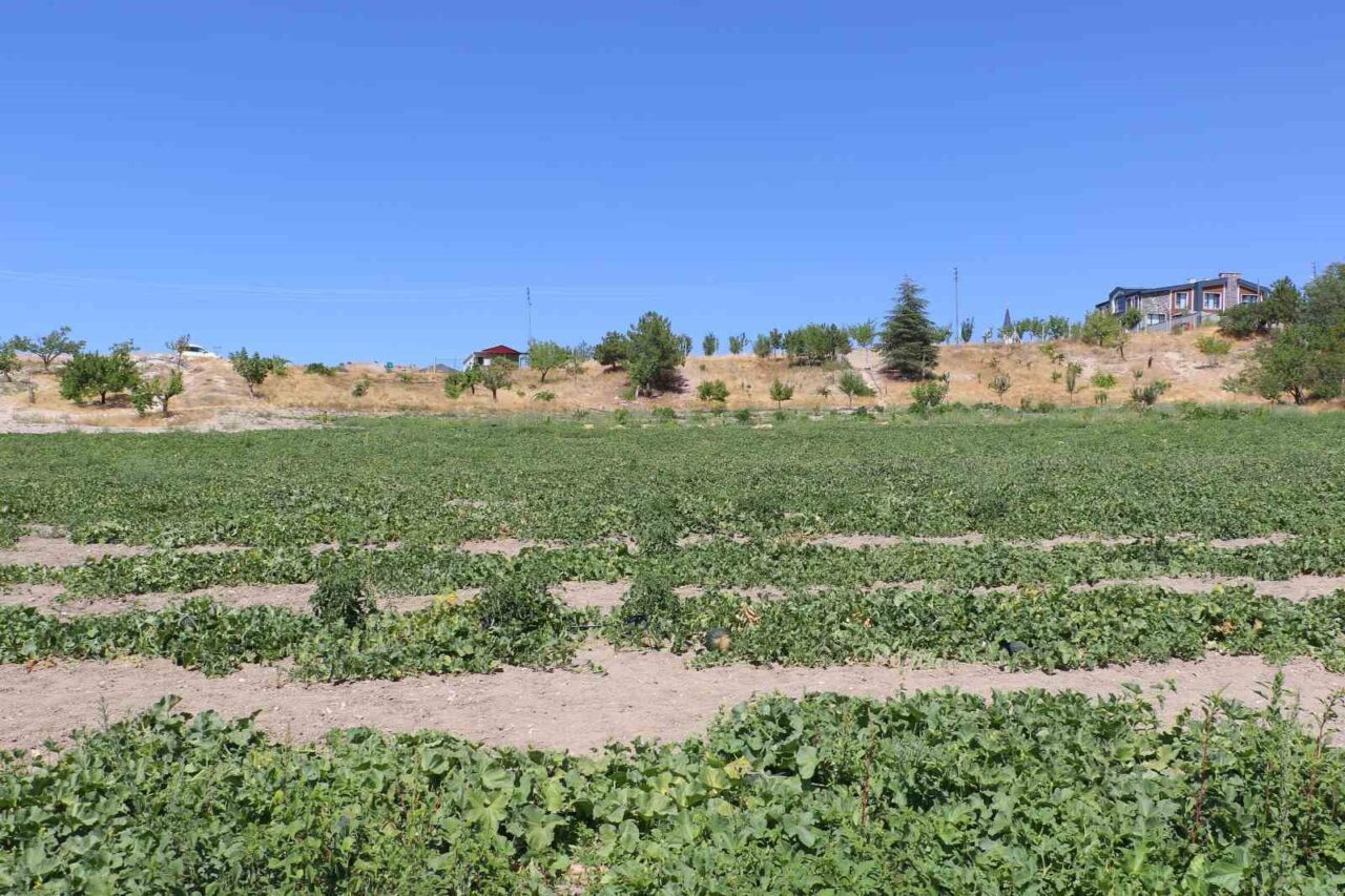 Ankara’nın Kahramankazan ilçesinde kök çürüğü hastalığı sebebiyle yıllardır sofralardan uzak