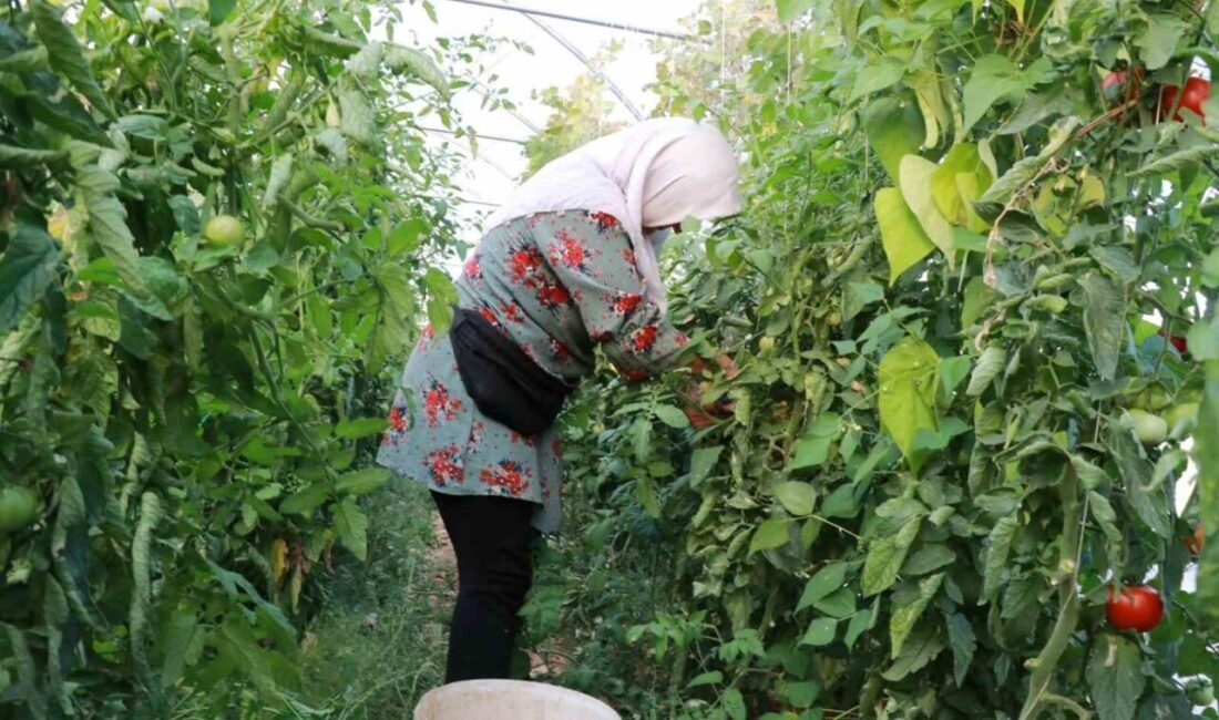 Konya’nın Hadim ilçesinde nisan ayında yaşanan don olayları ve kuraklık,
