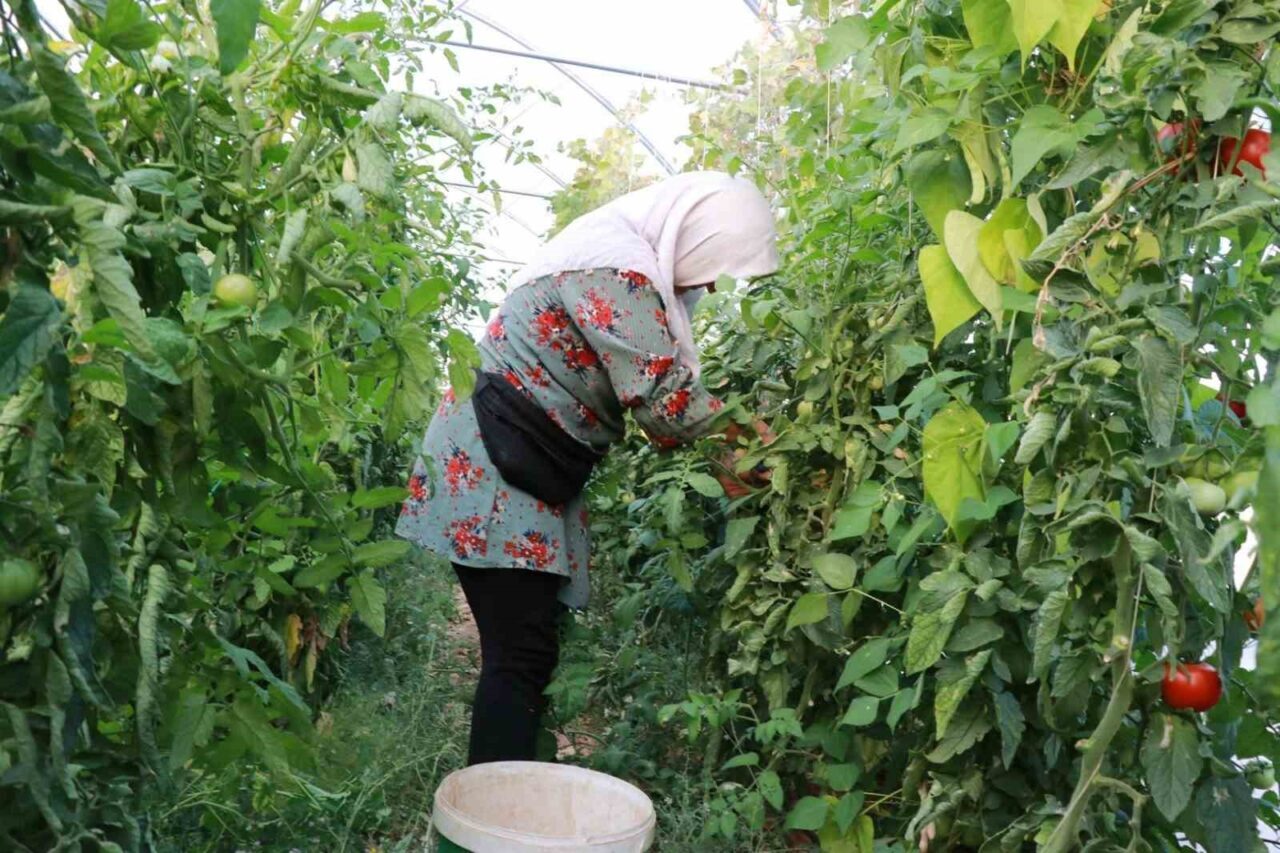 Konya’nın Hadim ilçesinde nisan ayında yaşanan don olayları ve kuraklık,