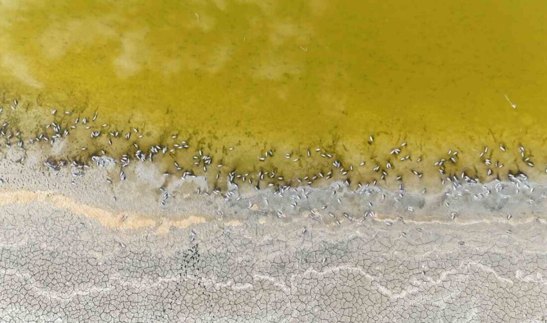 Sivas’ın Ulaş ilçesinde bulunan ve ‘Ulusal Öneme Haiz Sulak Alan’