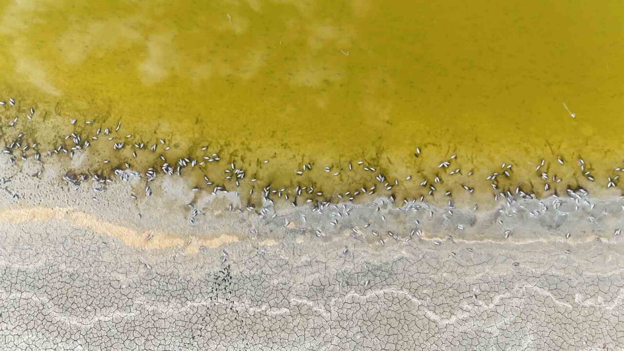 Sivas’ın Ulaş ilçesinde bulunan ve ‘Ulusal Öneme Haiz Sulak Alan’