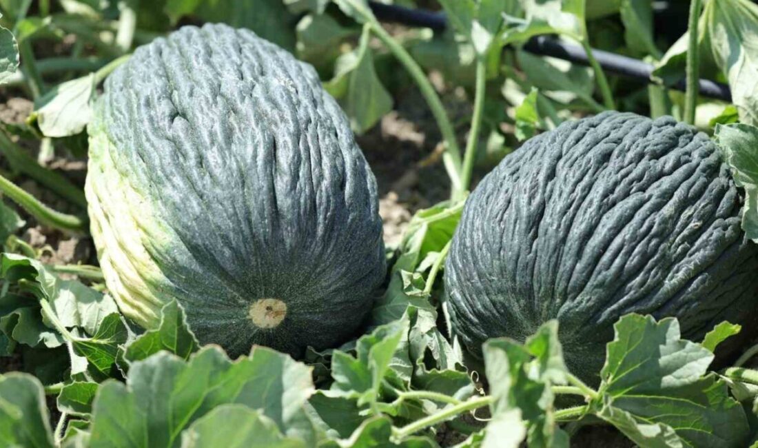 Bir zamanlar Ankara’nın en özel lezzetlerinden biri olan Kahramankazan kavunu,