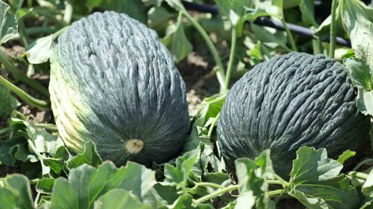 Bir zamanlar Ankara’nın en özel lezzetlerinden biri olan Kahramankazan kavunu,