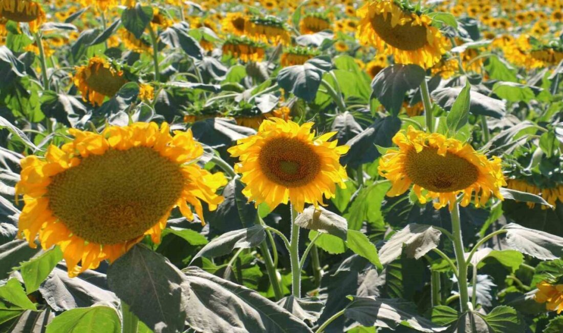 Ankara’nın Kahramankazan ilçesinde hasat dönemine yaklaşan ayçiçeği tarlaları havadan görüntülendi.
