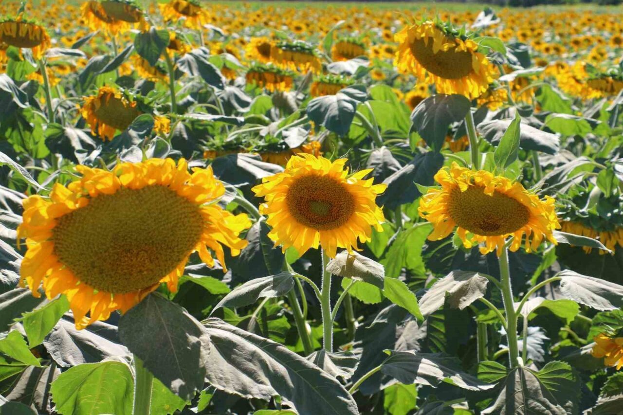 Ankara’nın Kahramankazan ilçesinde hasat dönemine yaklaşan ayçiçeği tarlaları havadan görüntülendi.
