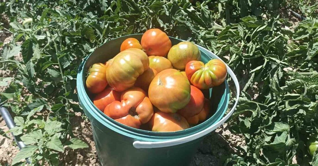 Nisan ve Mayıs ayında etkili olan soğuk hava, Gürün ilçesinde