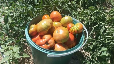 Nisan ve Mayıs ayında etkili olan soğuk hava, Gürün ilçesinde