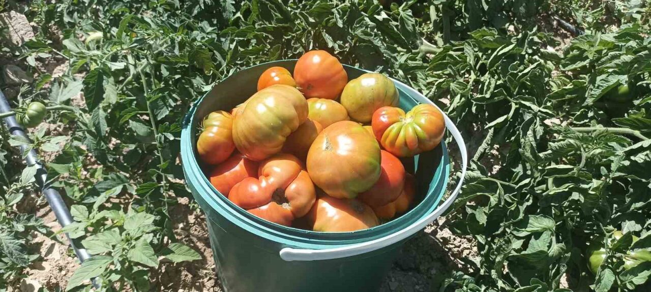 Nisan ve Mayıs ayında etkili olan soğuk hava, Gürün ilçesinde